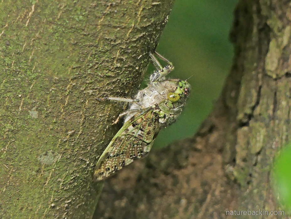 Cicada showing ocelli, KwaZulu-Natal