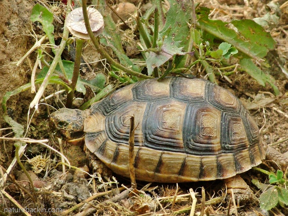 Wild tortoise at the old Acropolis, Sparti