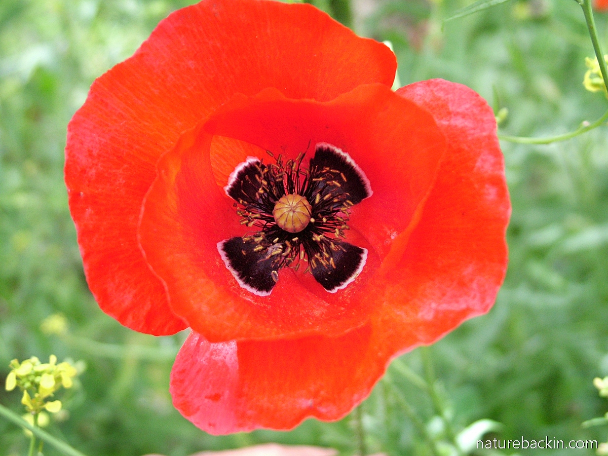 Red poppy in flower at Sparti, Gree