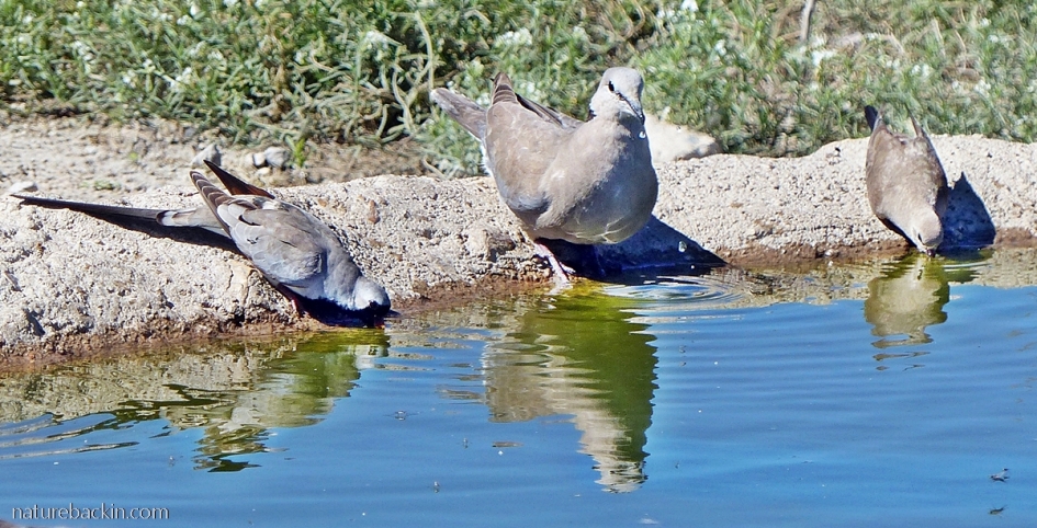 Ring-necked dove and Namaqua doves at waterhole, Mabuasehube, Botswana