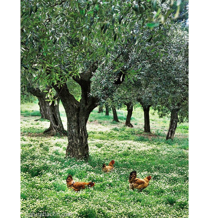 Chickens in olive grove near Sparti, Peloponnese