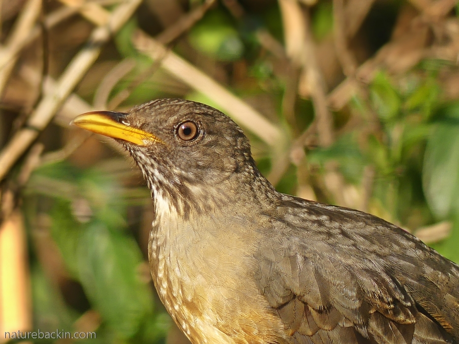 Portrait of an olive thrush, South Africa