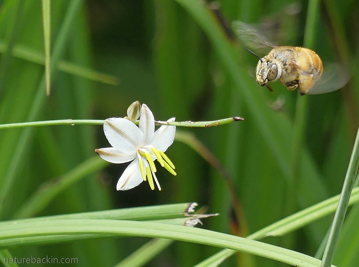 Solitary bee flitting between flowers, South Africa