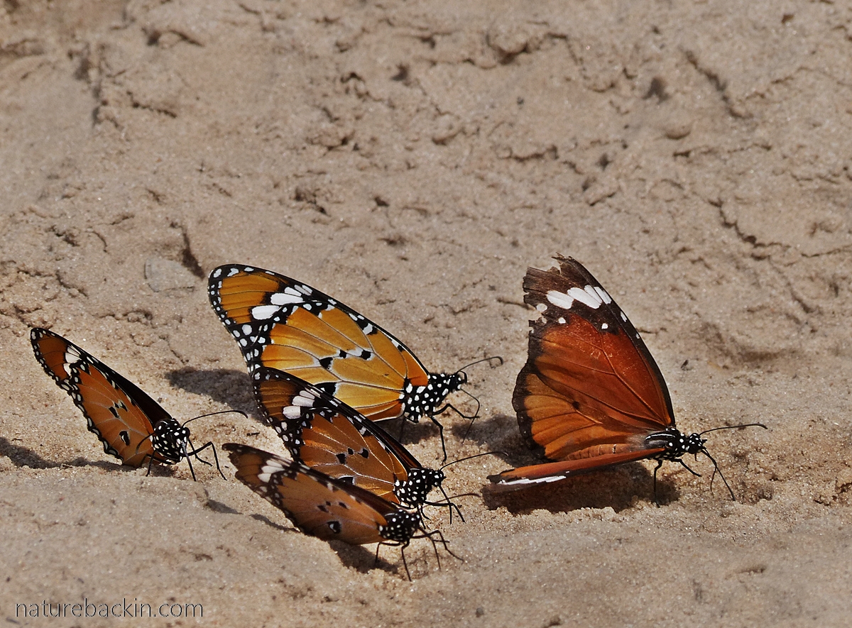 African Monarch butterflies mud-puddling