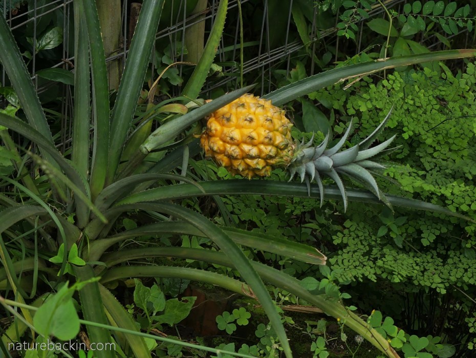 Homegrown pinapple bearing a fruit