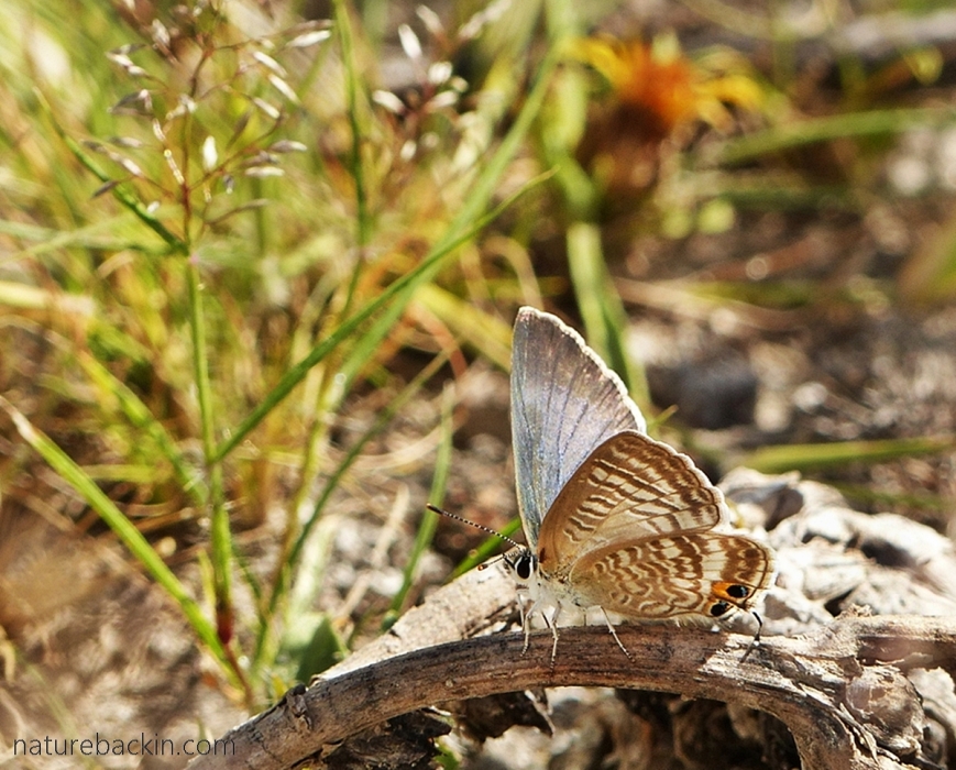 Pea Blue butterfly, Botswana