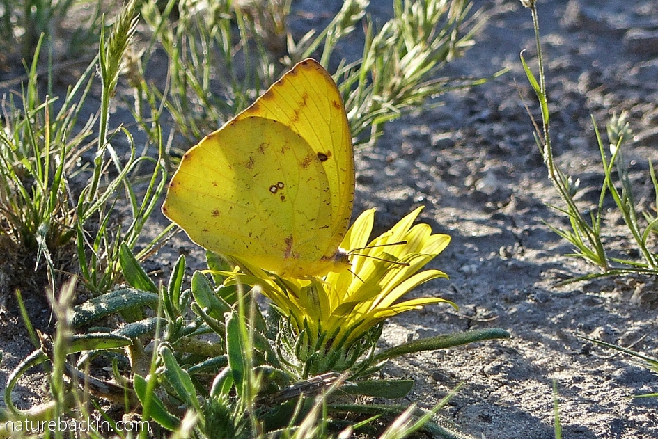 African Migrant butterfly gathering nectar, Central Kalahari Game Reserve, Botswana