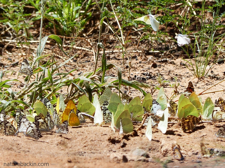 Butterflies mud puddling, Mabuasehube, Botswana