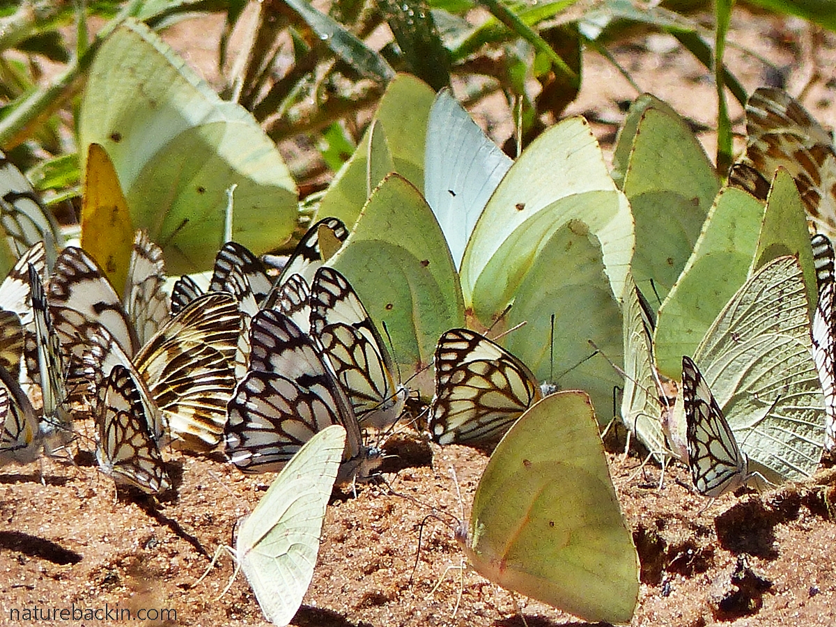 Brown-veined White and African Migrant butterflies mud puddling, Botswana