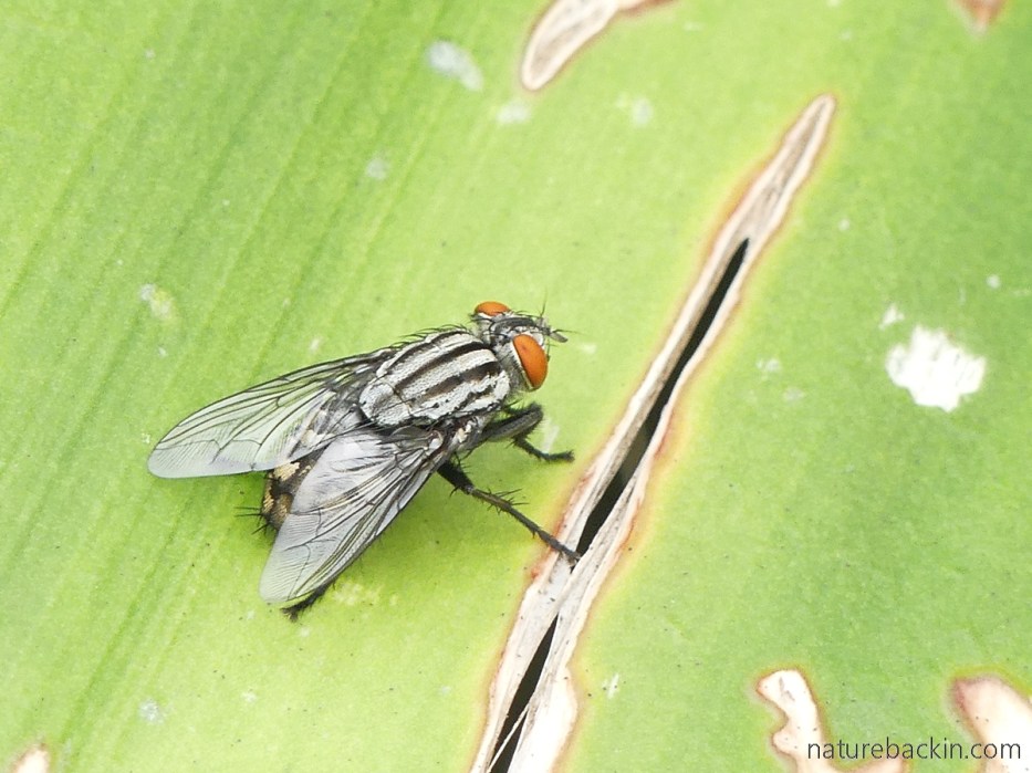 Flesh eating fly, South Africa