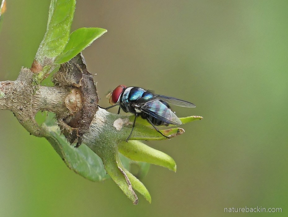 Blue-coloured blowfly perching on a shrub