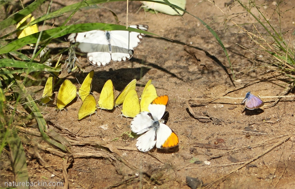 Butterflies mud-puddling, Central Kalahari Game Reserve, Botswana
