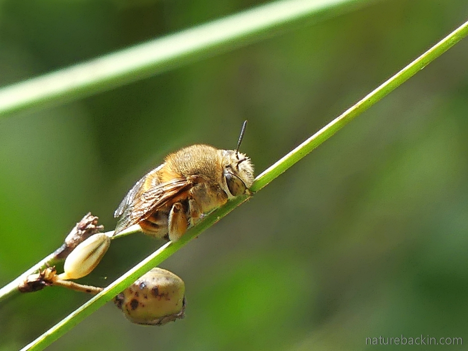 Solitary bee, possibly and Amegilla, holding onto plant stem with its mandibles