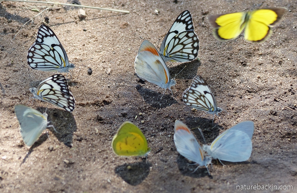 Group of butterflies at damp patch, Central Kalahari Game Reserve, Botswana
