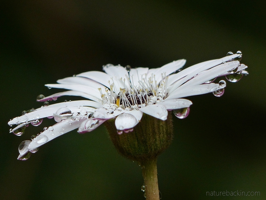 Gerbera daisy flower with raindrops in the spring KZN