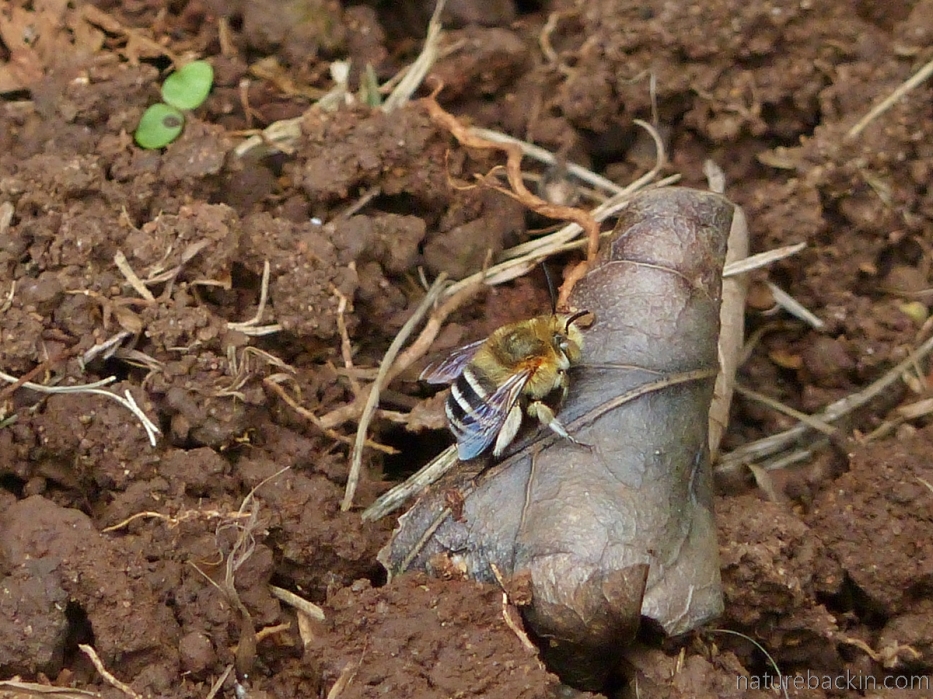 Striped solitary bee resting on the ground, South Africa