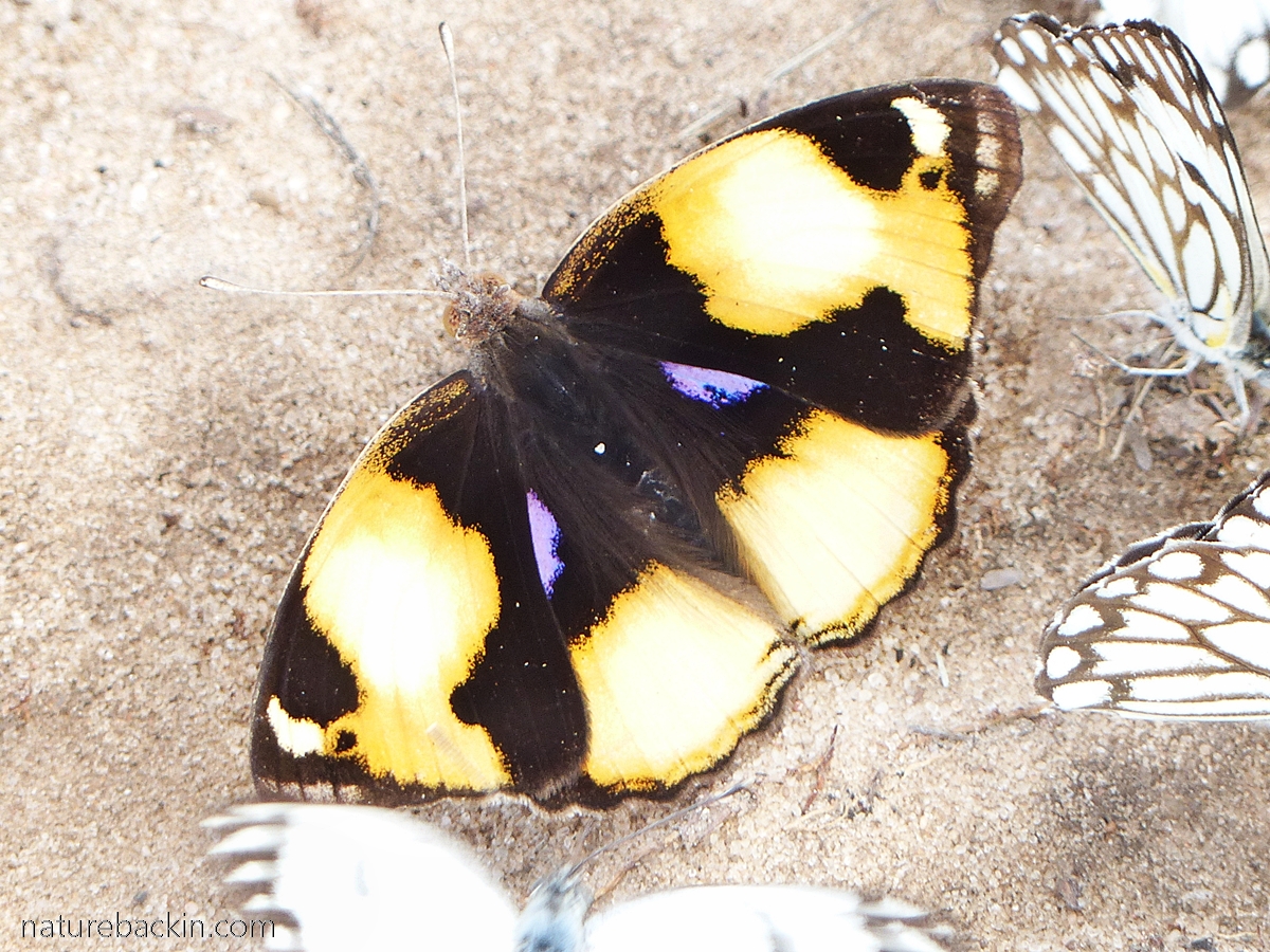 Mofu Insect Butterflies of the Great Thirstland – letting nature back in