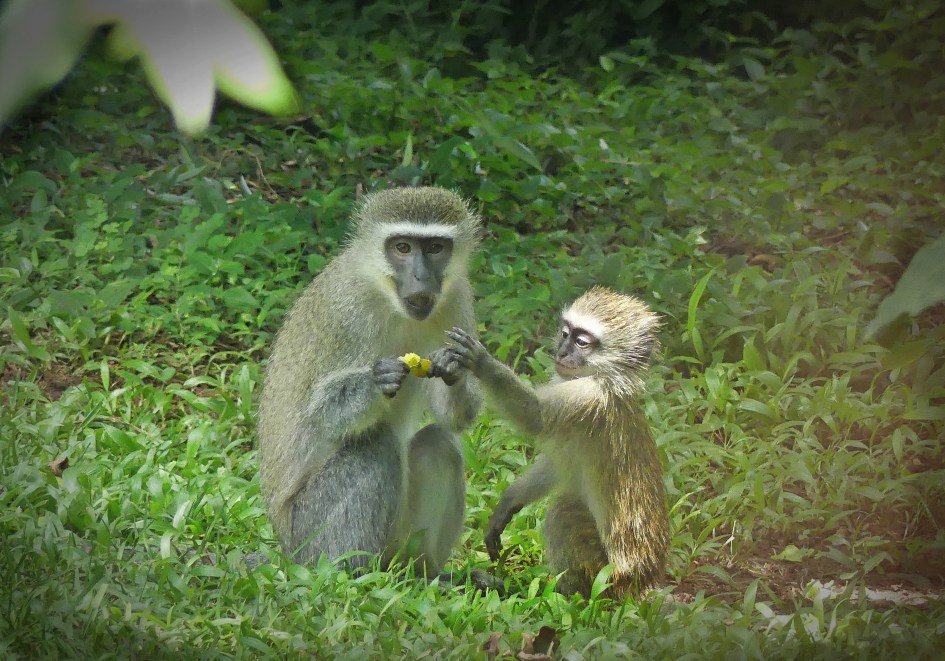 Vervet monkey juvenile asking its mother to share a fruit in a garden in KwaZulu-Natal