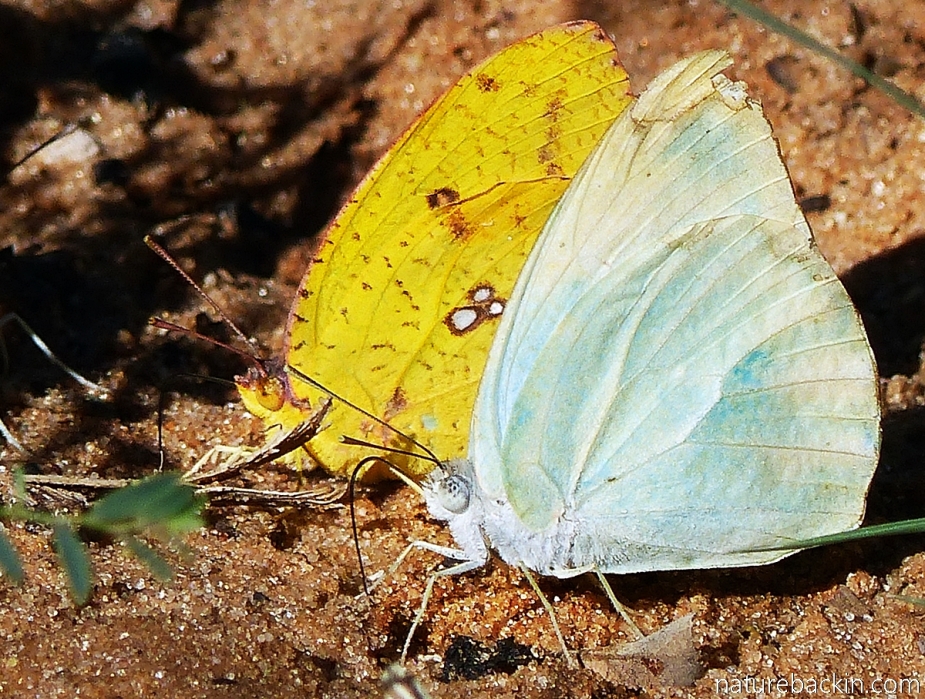 Male and female African Migrant butterflies (Catopsilia florella), Botswana