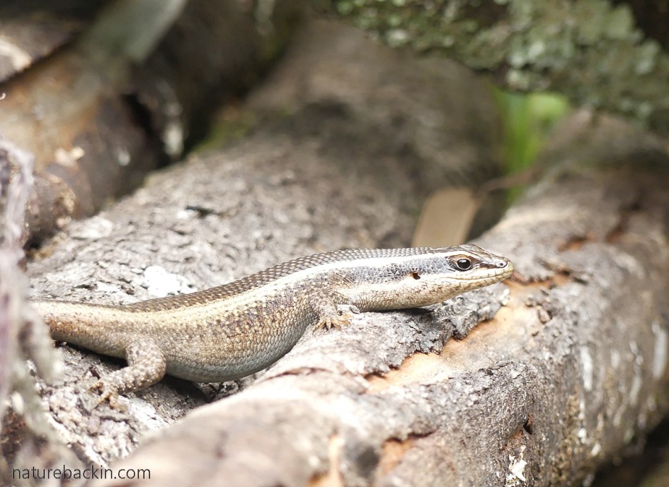 Pregnant striped skink, KwaZulu-Natal