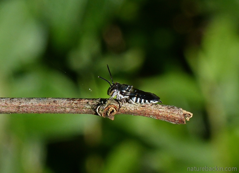 Solitary cuckoo bee, Coelioxys, perched on a stem
