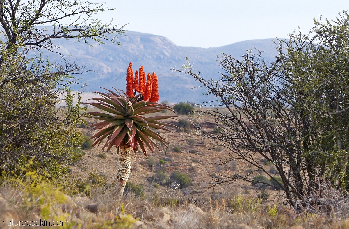 Aloe in flower at Mountain Zebra National Park