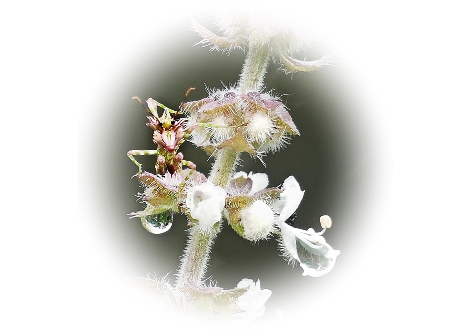 Spiny flower mantid nymph on basil flowers with raindrop