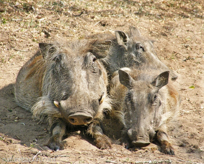 Small family of warthogs at Kuleni Game Park, KZN