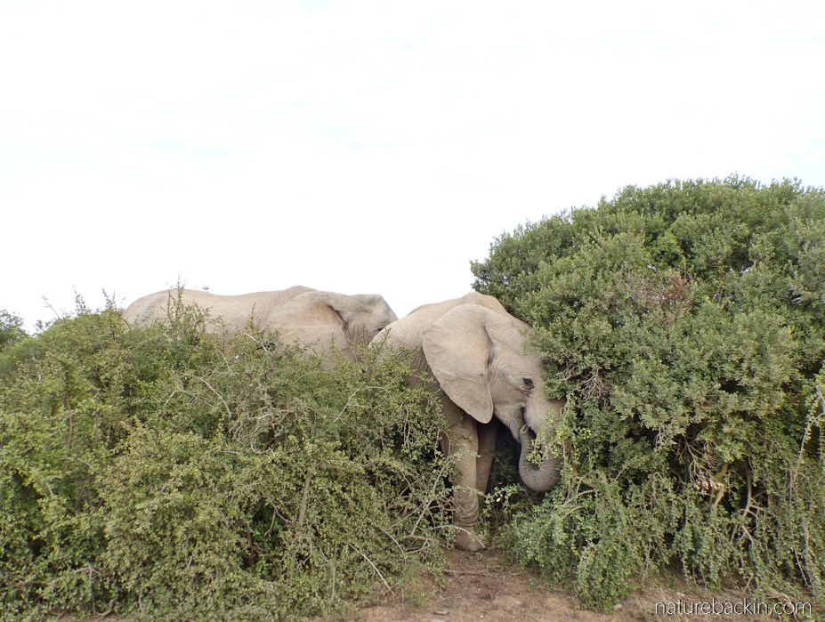 Elephants feeding in thicket in Addo Elephant National Park