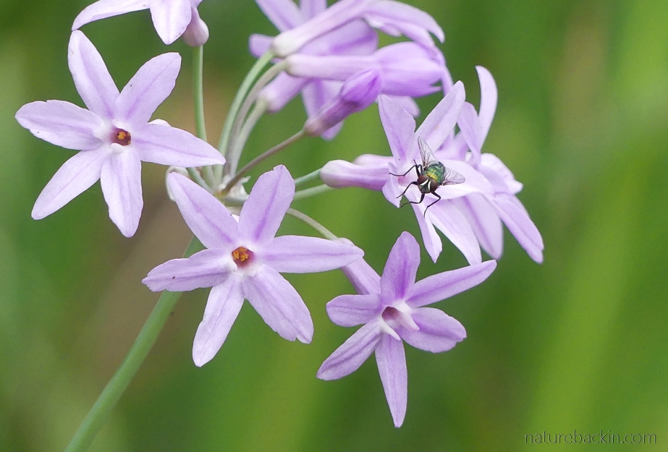 Mauve flowers of the wild garlic, South Africa