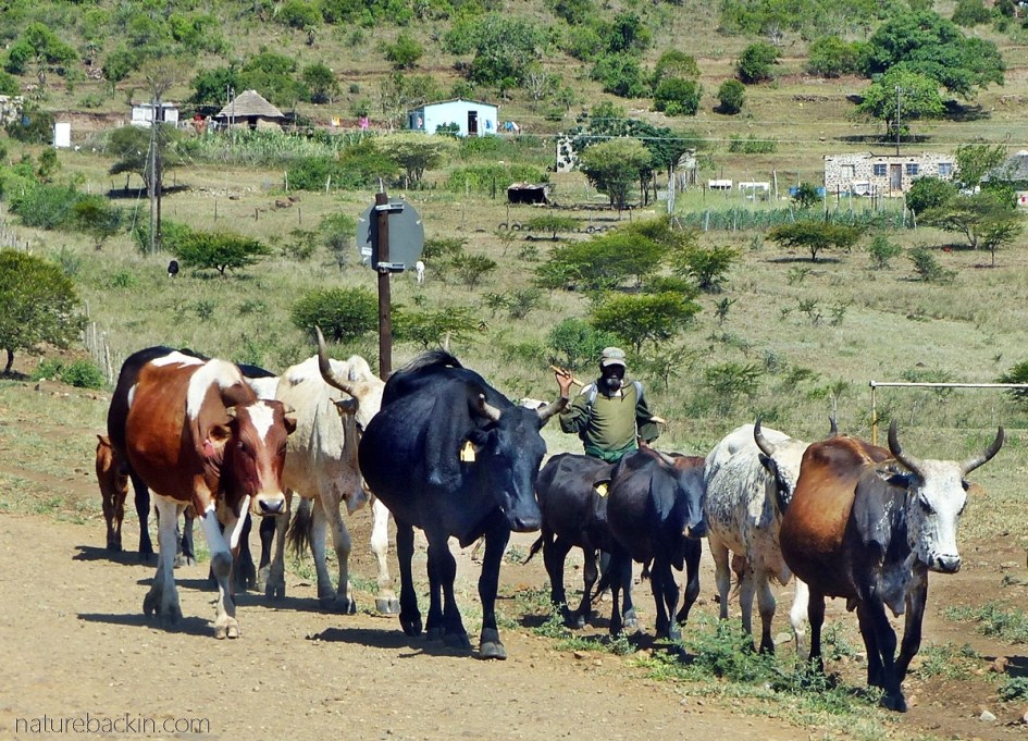 Cattle being herded Mkhuze area, KwaZulu-Natal