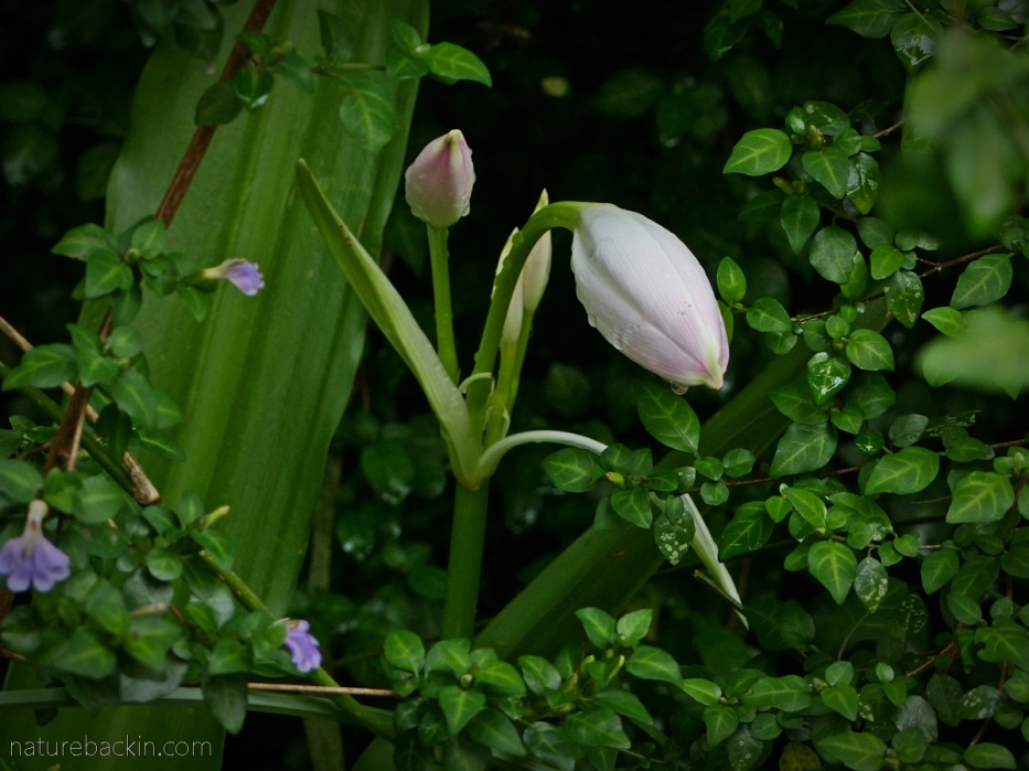 Budding flowers of the Natal lily (Crinum Moorei)