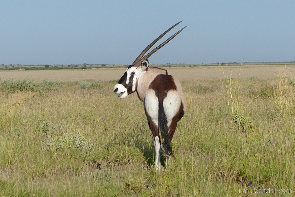 Gemsbok or oryx at Botswana's Central Kalahari Game Reserve