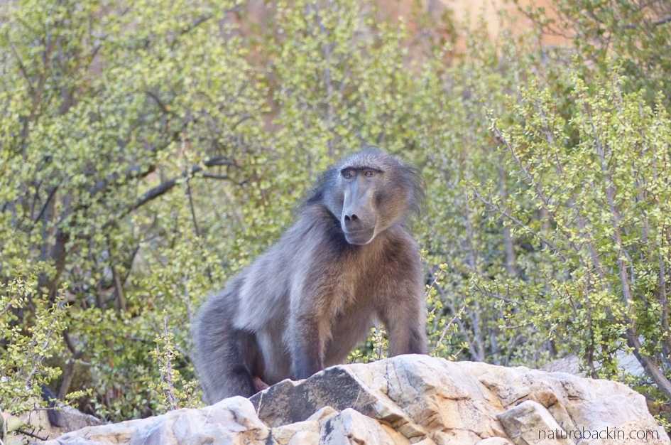 Male baboon as troop lookout, Gamkaberg Nature Reserve, South Africa