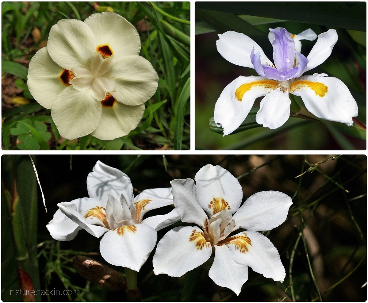 Three species of Dietes wild irises, South Africa