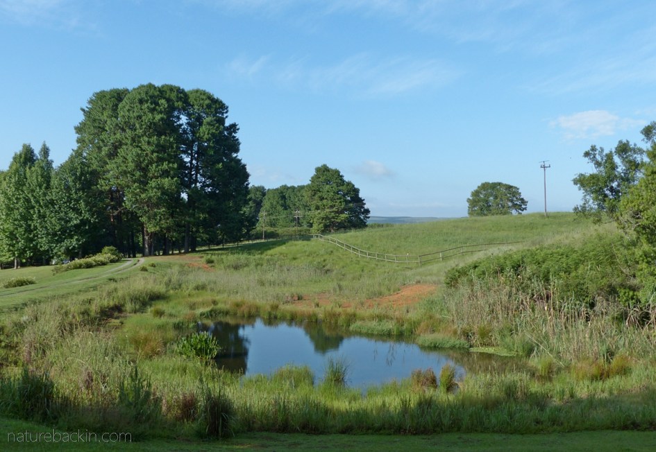 Small farm dam in the Midlands, KwaZulu-Natal