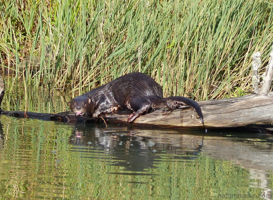 In a dam on the urban edge, a spotted-neck otter