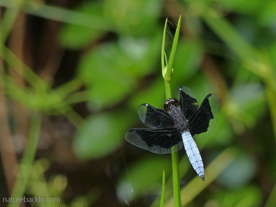 An unidentified dragonfly at a garden pond, KwaZulu-Natal