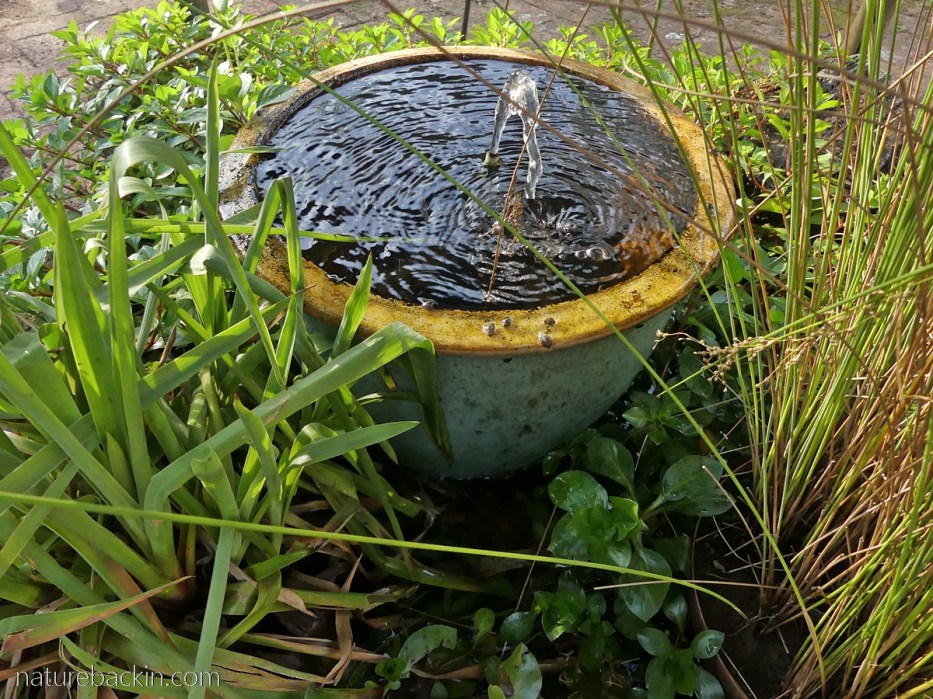 Small garden water feature with freshwater snails