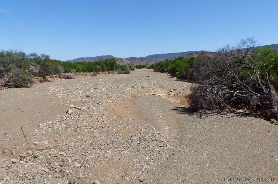 A dry riverbed in the Eastern Cape near Willowmore