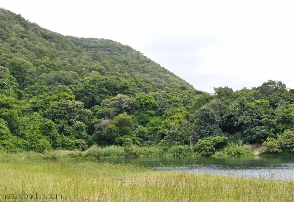 High vegetated dune at Lake Sibaya, KwaZulu-Natal