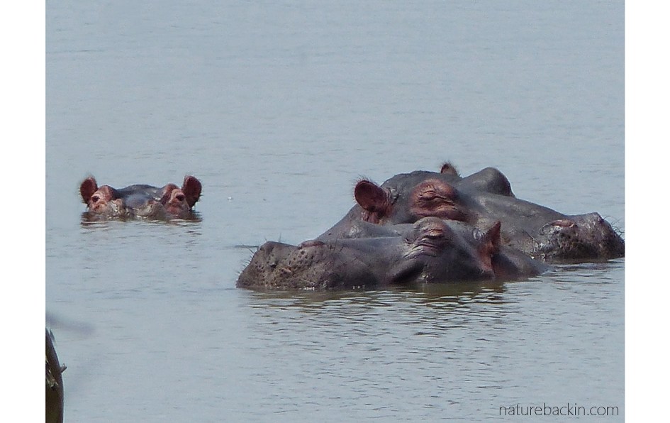 Hippos in the water at Nsumo Pan, Mkhuze Game Reserve, KwaZulu-Natal