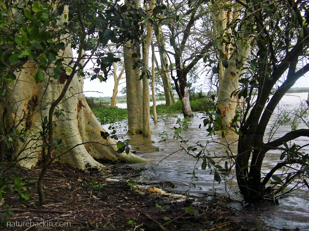 Fever trees standing in water on the edge of Nsumo Pan,