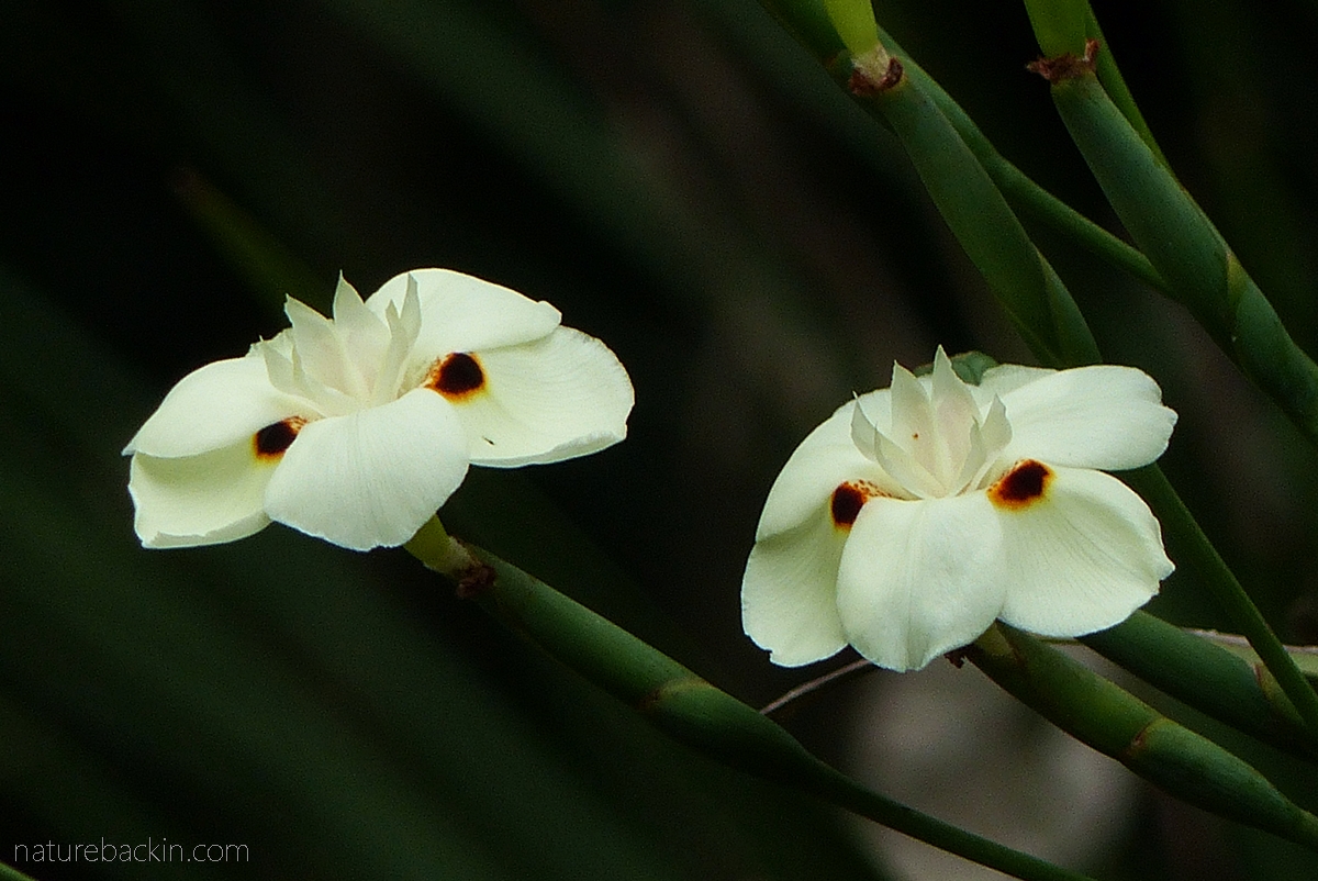 Flowers of the yellow wild iris or peacock flower, South Africa
