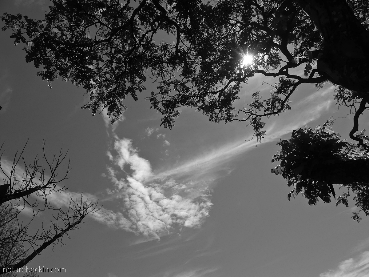 Sky and sun obscured by tree in monochrome