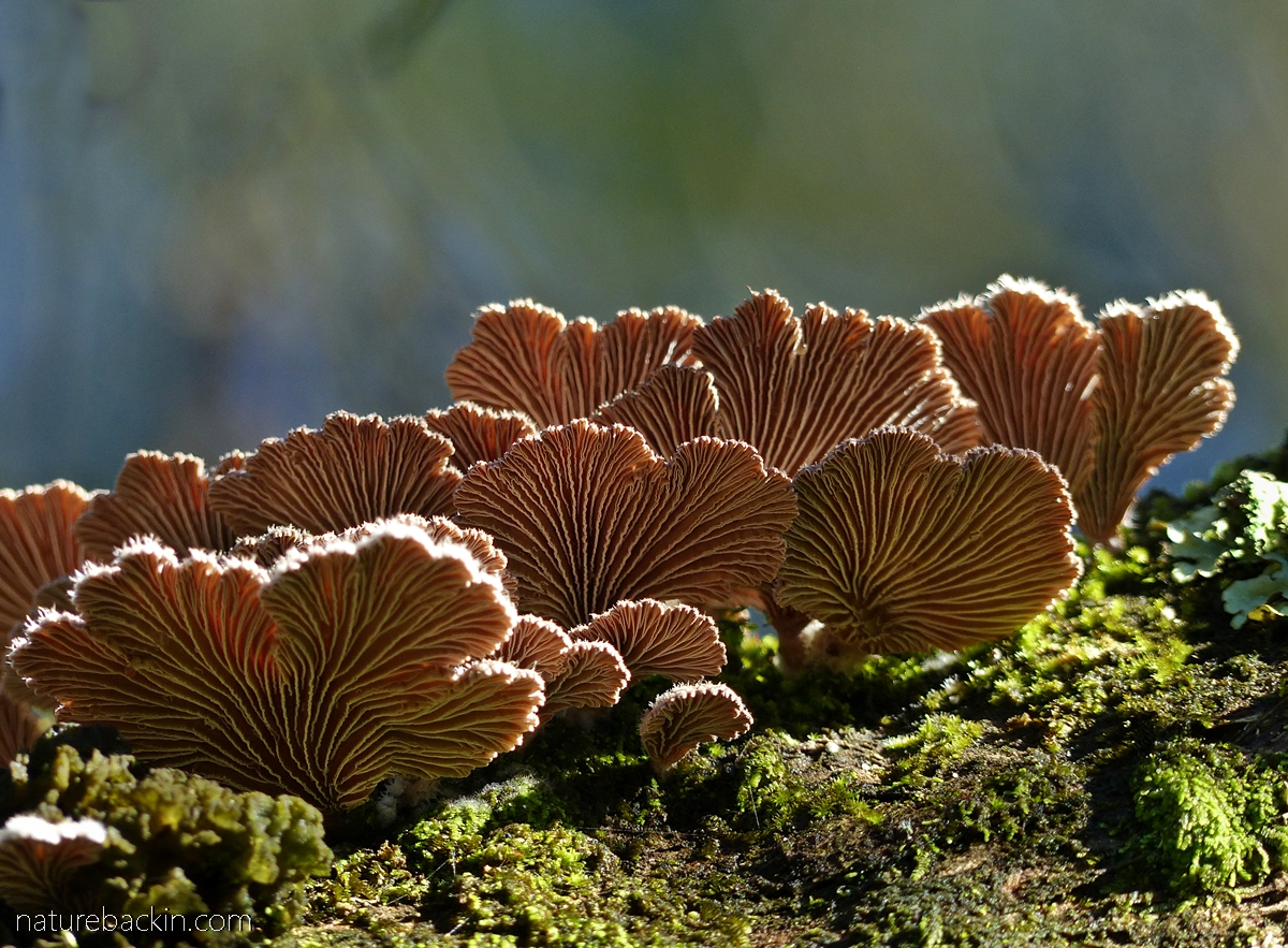 1-fungi_split_gill-1.jpg?w=640