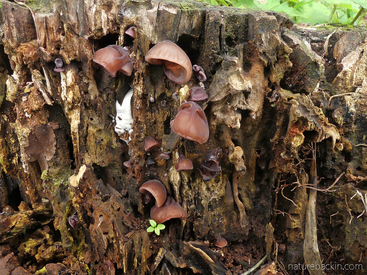 Fungilorious: Four trees hosting fabulous fungi – letting nature
