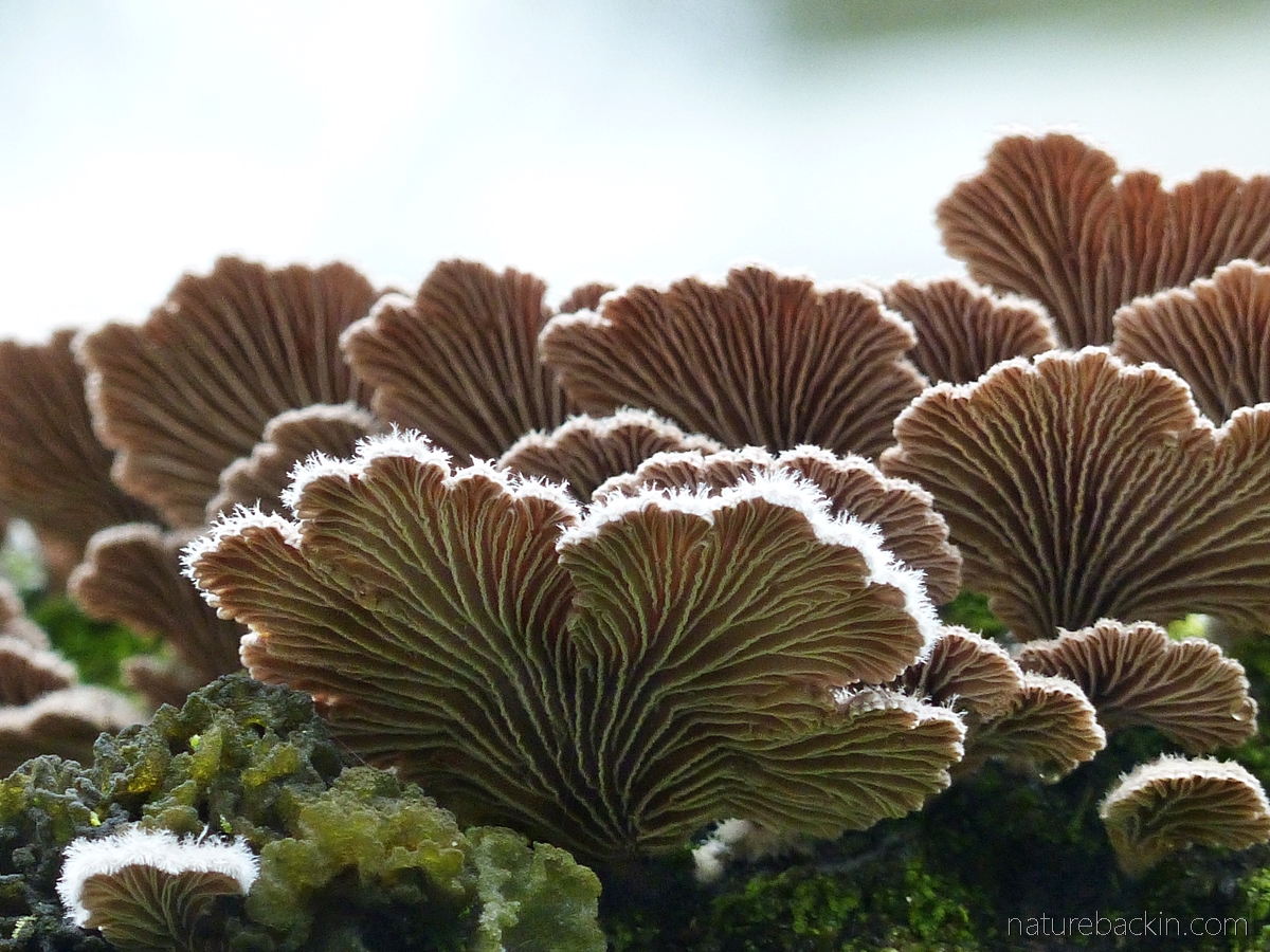 Fungilorious: Four trees hosting fabulous fungi – letting nature