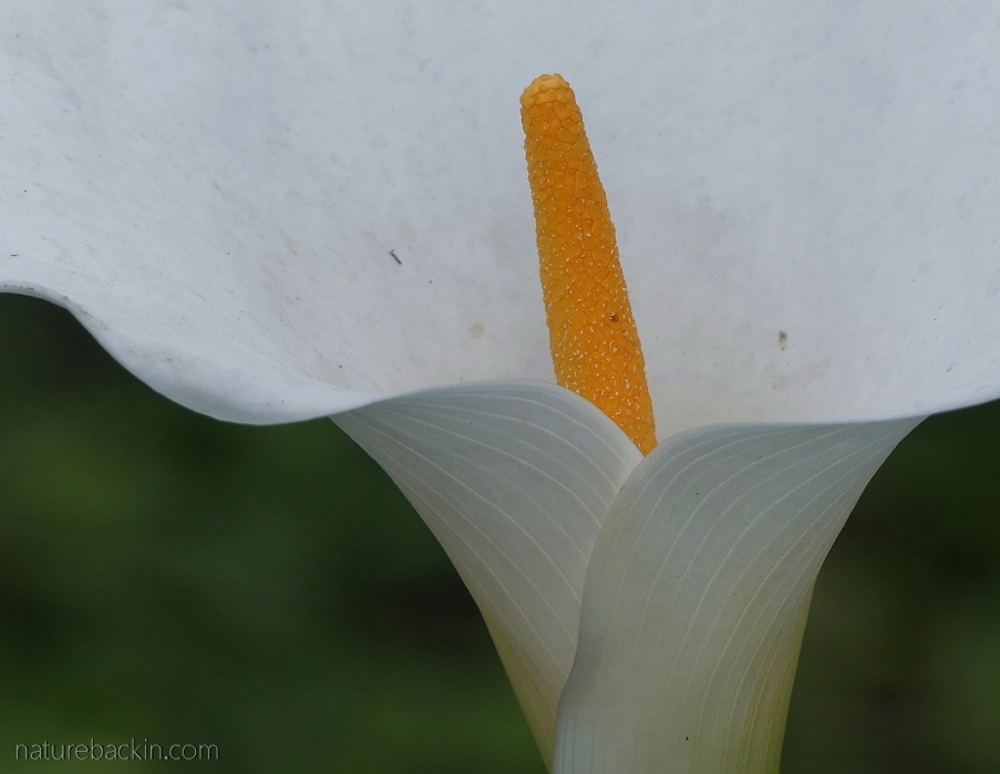 Arum lily or calla lily in flower, South Africa