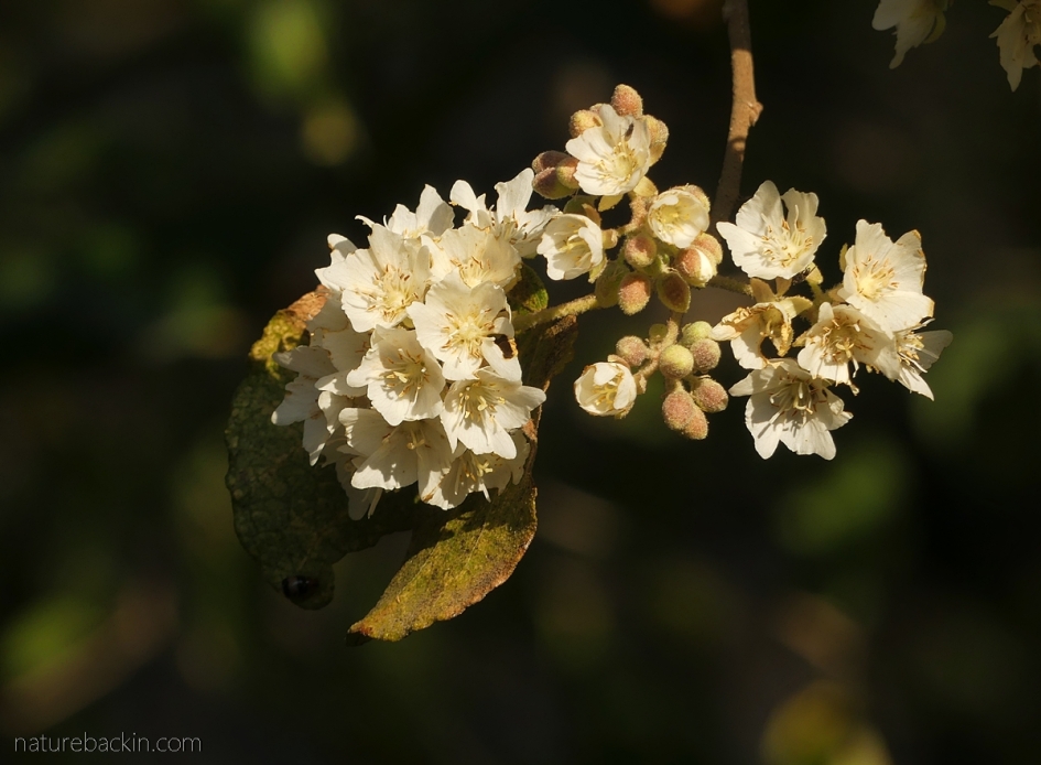 Wild pear in flower, South Africa